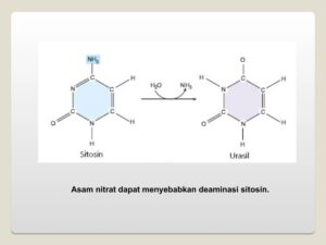 Perbaikan Mutan akibat UV dan Mekanismenya
