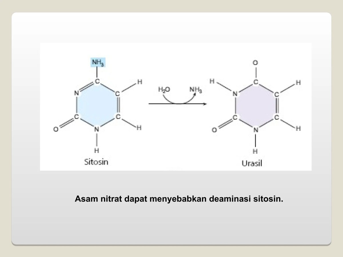 Perbaikan Mutan akibat UV dan Mekanismenya