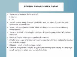 Di bagian mana impuls saraf pertama terbentuk