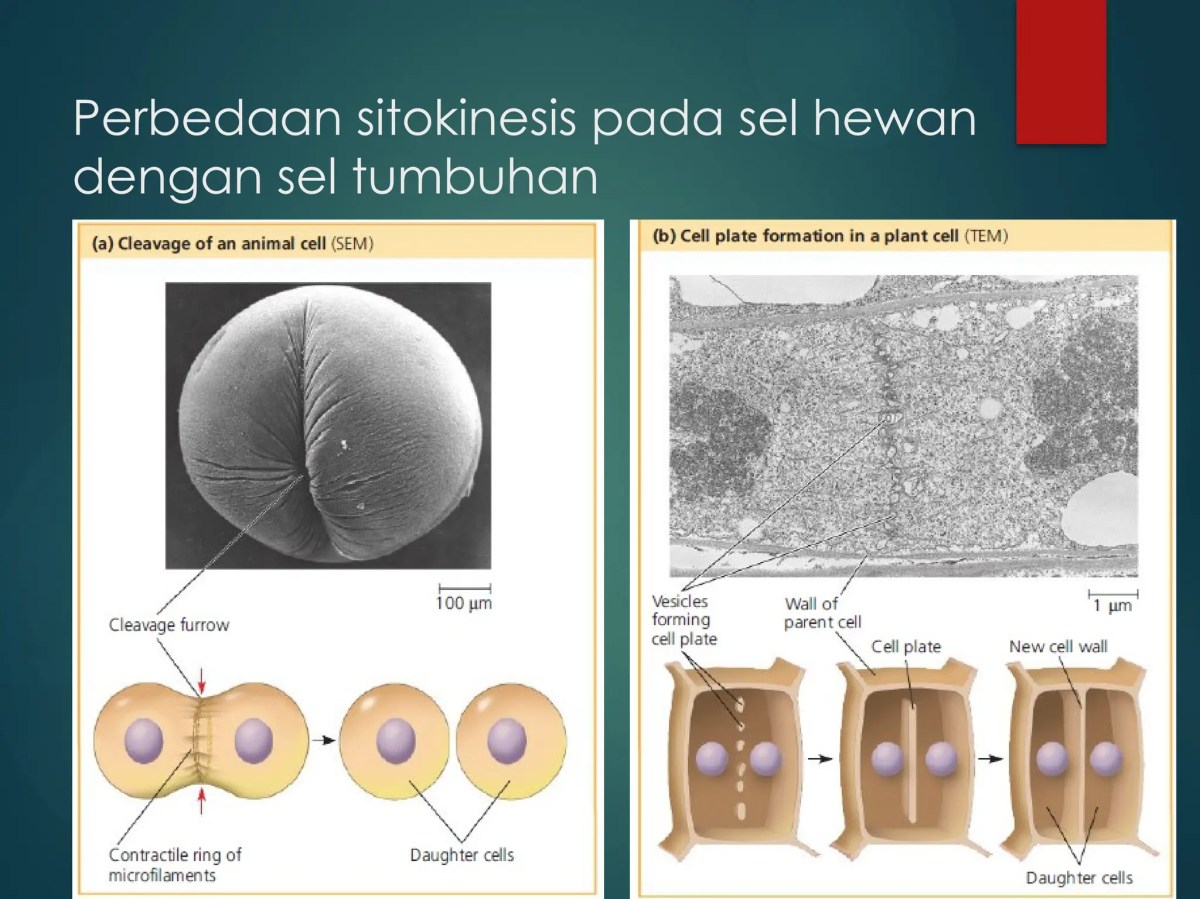Proses Sitokinesis dan Pembentukan Cell Plate pada Pematangan Kurma