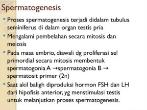 Proses gametogenesis yang menghasilkan sel spermatozoa