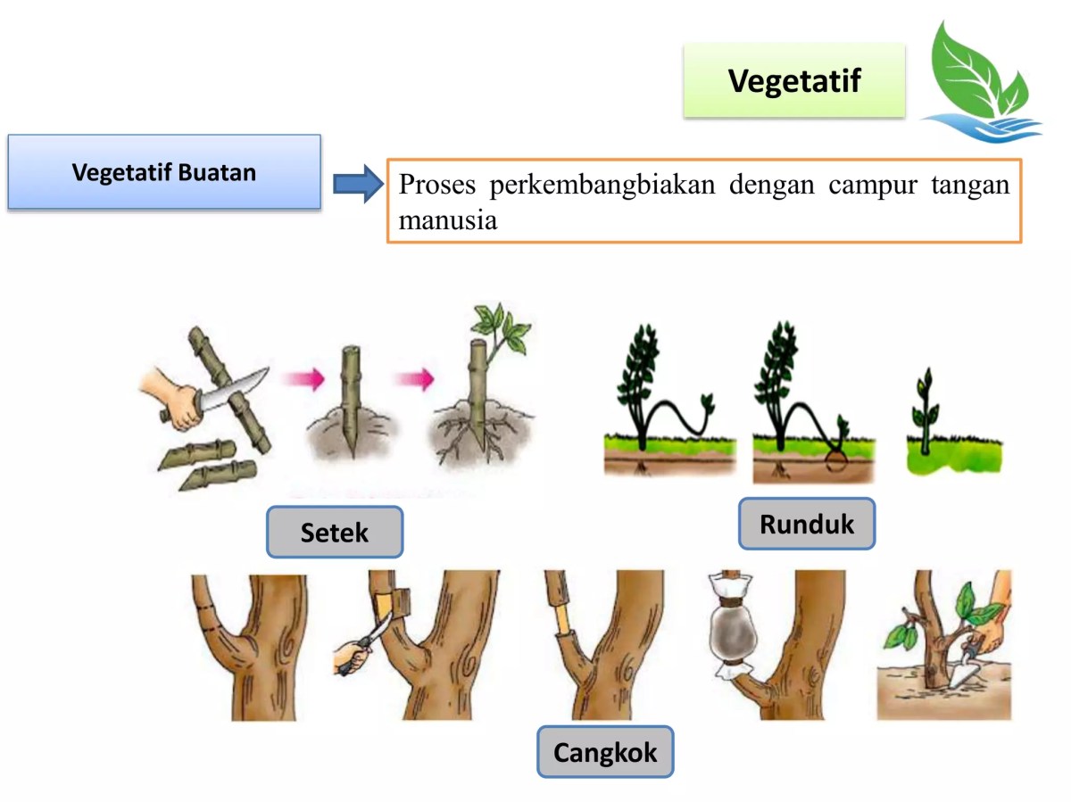 Kecocokan Tumbuhan dengan Metode Perkembangbiakan