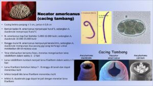 Larva Cacing Tambang (Necator americanus) Infeksi Tubuh