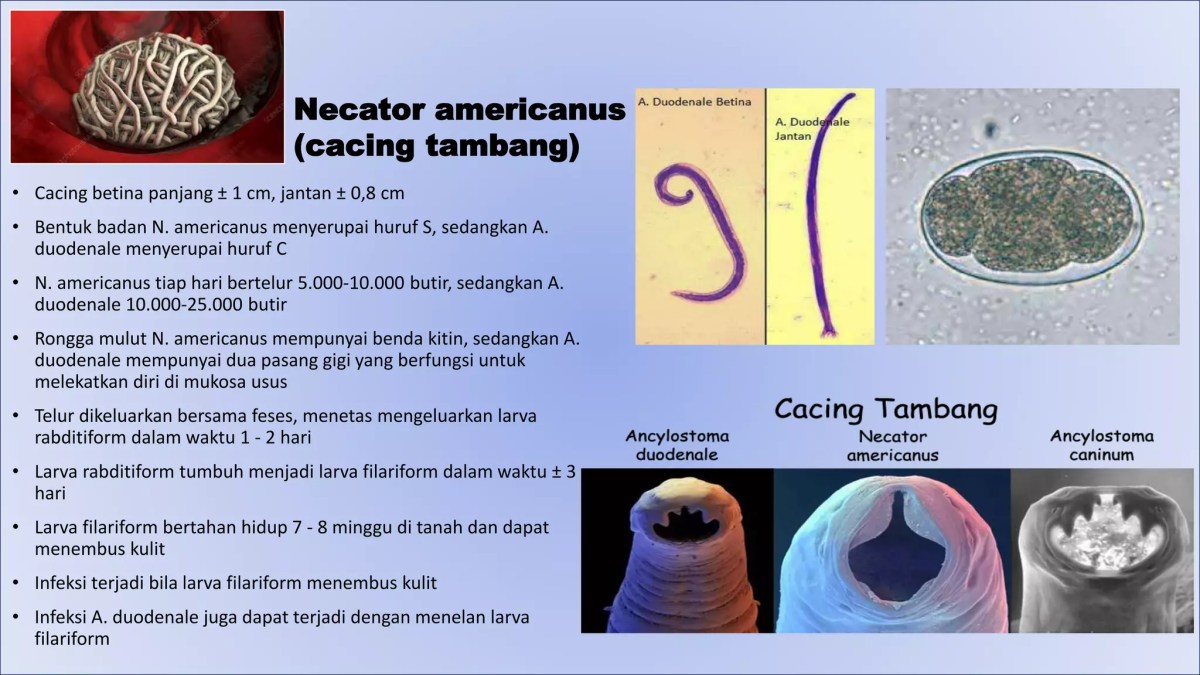 Larva Cacing Tambang (Necator americanus) Infeksi Tubuh