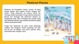 Akibat Membran Plasma Gagal Mengatur Masuk Keluar Sel