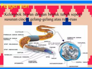 Peranan Annelida dan Moluska dalam Kehidupan Sehari-hari
