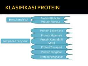 Protein Dicerna pada Organ