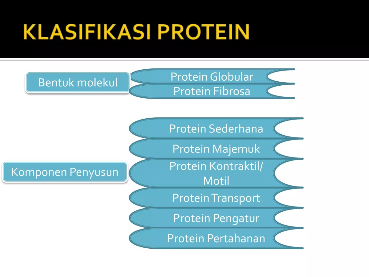 Protein Dicerna pada Organ