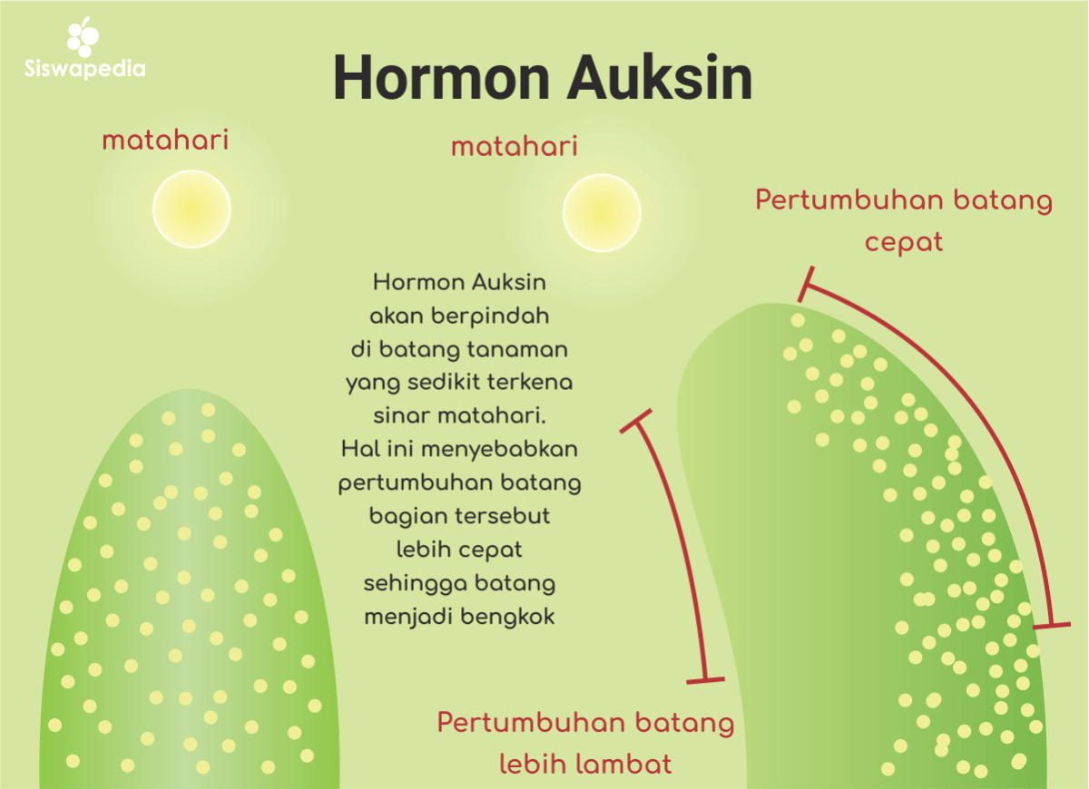Hubungan Auksin dengan Fototropisme, Geotropisme, Pertumbuhan Akar, dan Sel