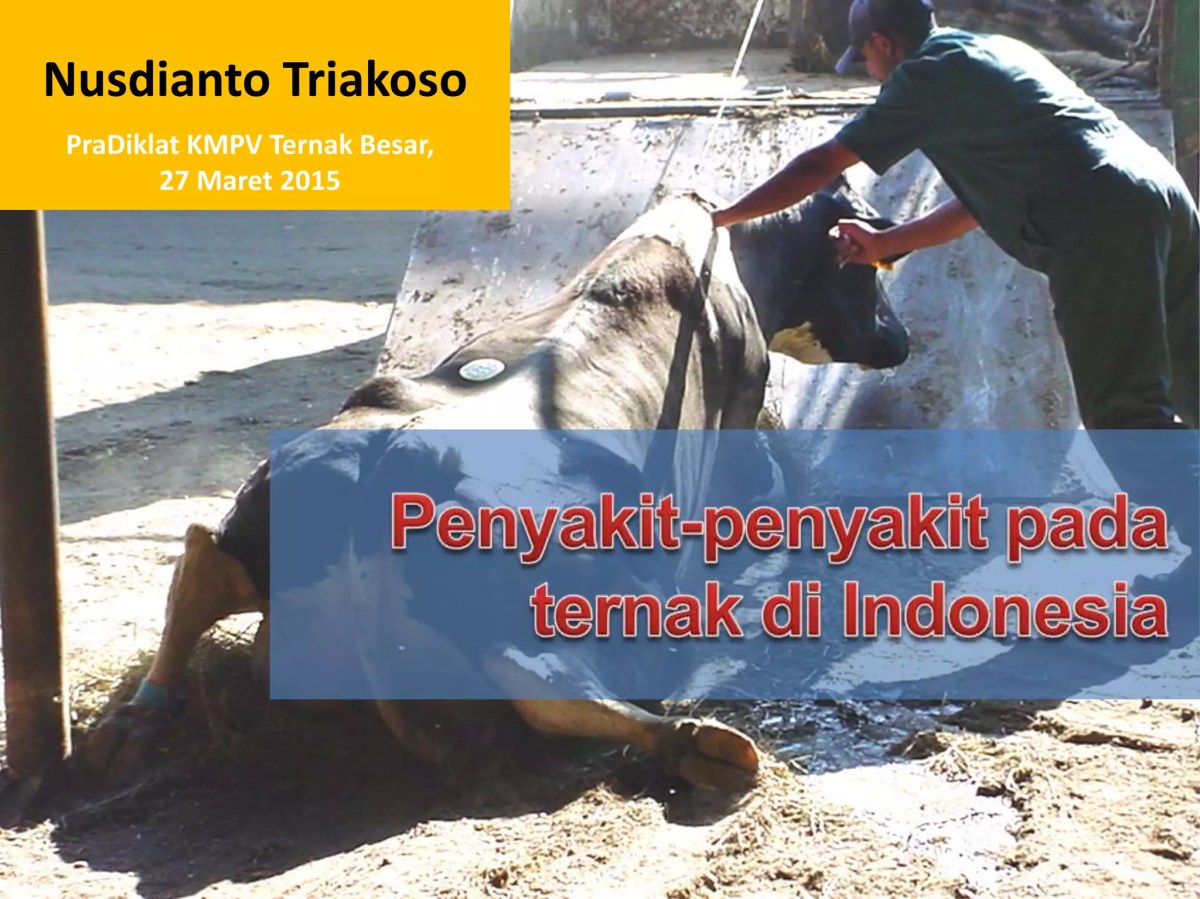 Perbedaan Pencegahan vs Pemberantasan Penyakit Ternak beserta Contohnya