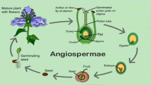 Perbedaan Gymnospermae dan Angiospermae