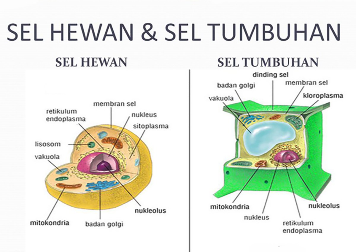 Sel Hewan Lebih Lentur Daripada Sel Tumbuhan Karena Struktur Berbeda