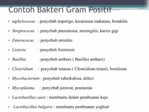Contoh Hewan Prokariotik dan Non‑Prokariotik