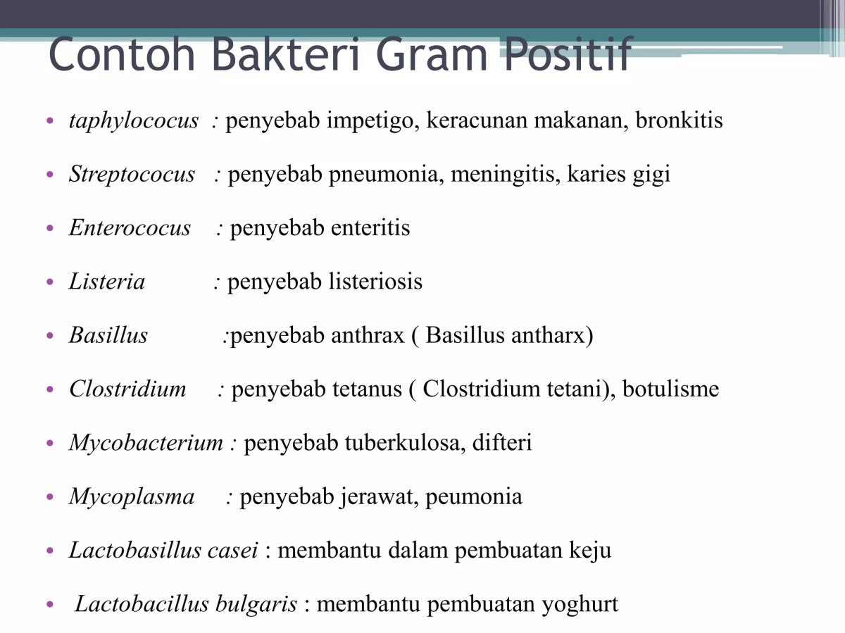 Contoh Hewan Prokariotik dan Non‑Prokariotik