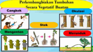 Tumbuhan Berkembang Biak dengan Cara