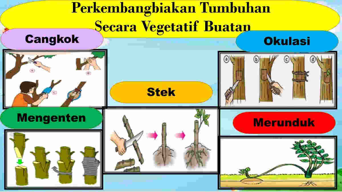 Tumbuhan Berkembang Biak dengan Cara