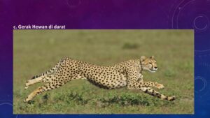 Perbedaan Ciri Gerak Hewan dan Tumbuhan