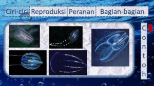 Siklus Hidup Aurelia: Stadium Berenang Bebas dengan Silia Tanpa Tentakel