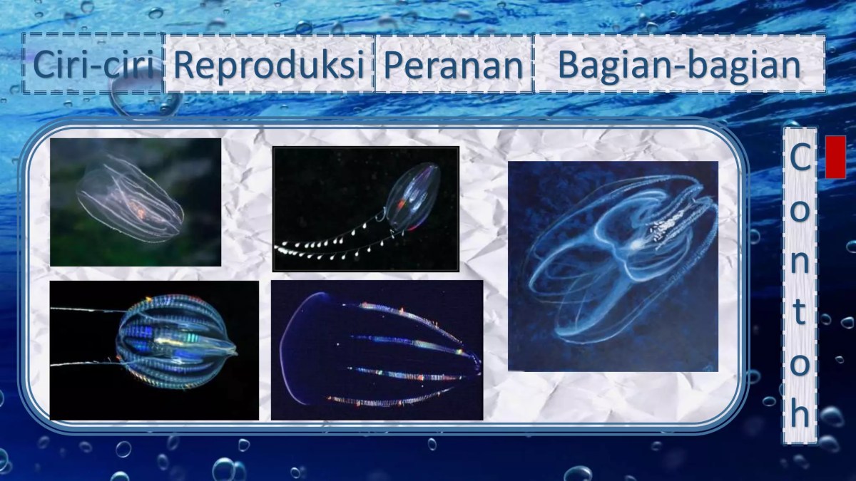 Siklus Hidup Aurelia: Stadium Berenang Bebas dengan Silia Tanpa Tentakel