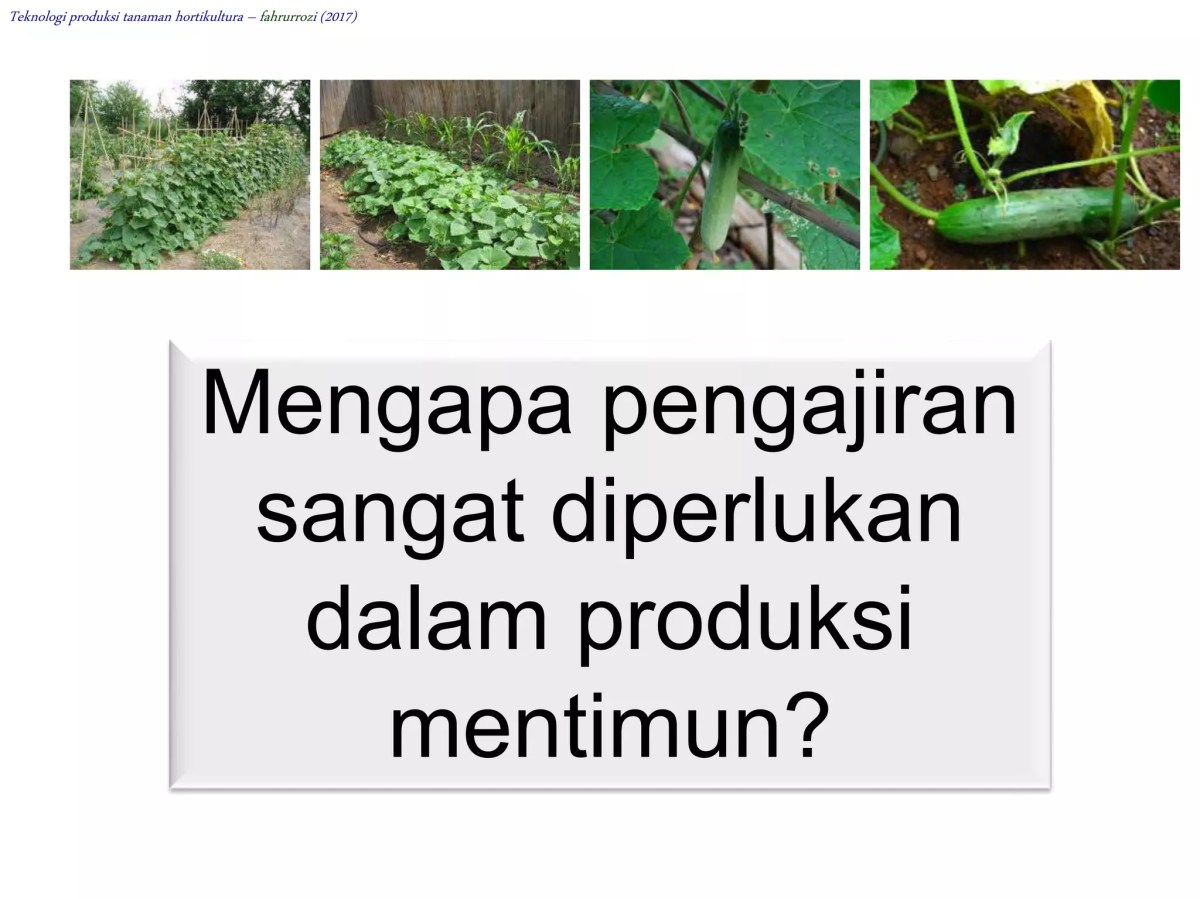 Mengapa Mentimun Tanpa Nitrogen Hasilkan Buah Lebih Panjang, Banyak, Berat