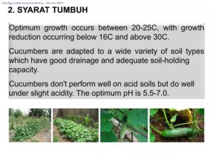 Mengapa Tanaman Mentimun Tanpa Pupuk Nitrogen Hasilkan Buah Lebih Besar
