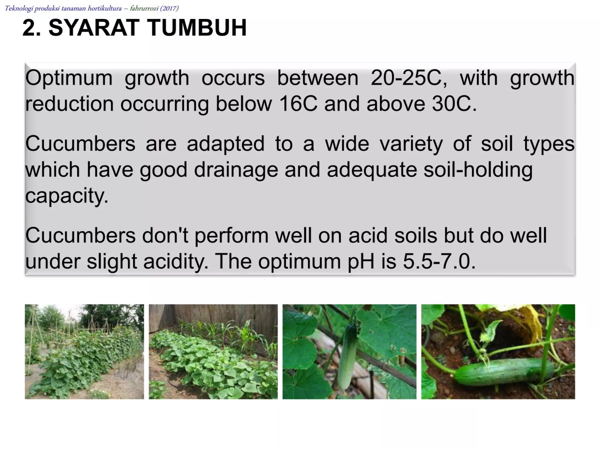 Mengapa Tanaman Mentimun Tanpa Pupuk Nitrogen Hasilkan Buah Lebih Besar