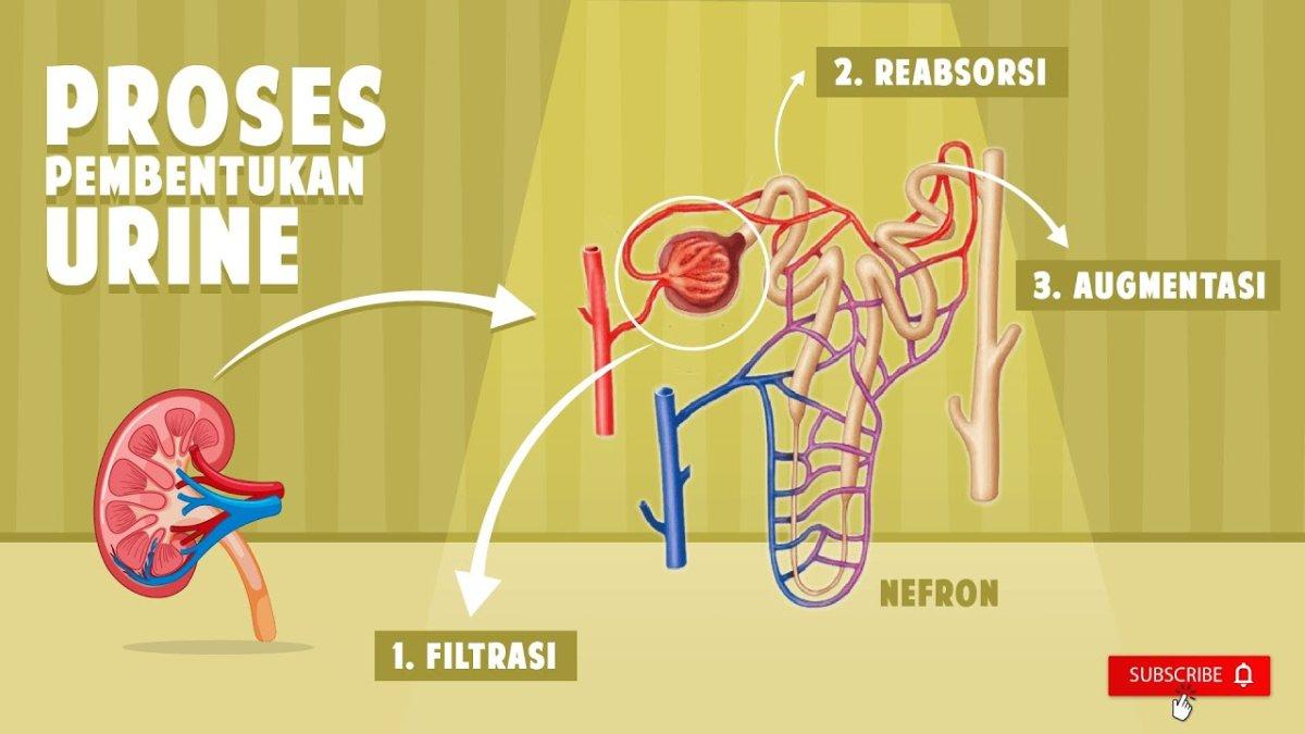 Tiga Tahap Pembentukan Urine oleh Ginjal Secara Berurutan