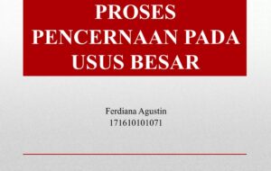 Proses Pembentukan Feses di Usus Besar