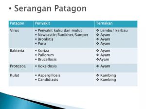 Perbedaan Pencegahan dan Pemberantasan Penyakit Ternak serta Contohnya