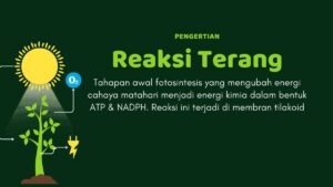 Pernyataan Tepat tentang Fotosintesis: Reaksi Terang vs Gelap