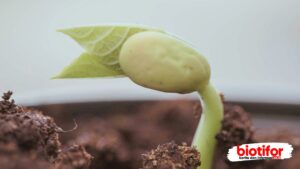 Ciri‑ciri Tumbuhan Dikotil