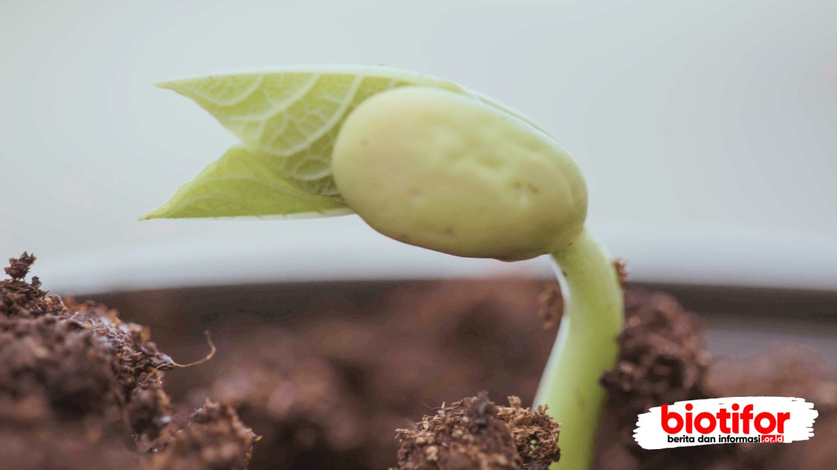 Ciri‑ciri Tumbuhan Dikotil