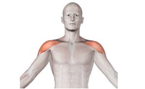 Daftar Otot Besar pada Manusia