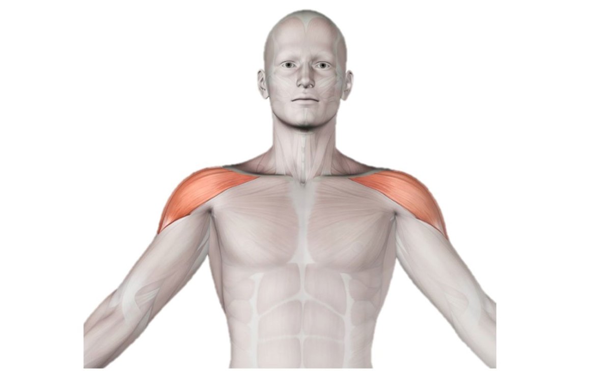 Daftar Otot Besar pada Manusia