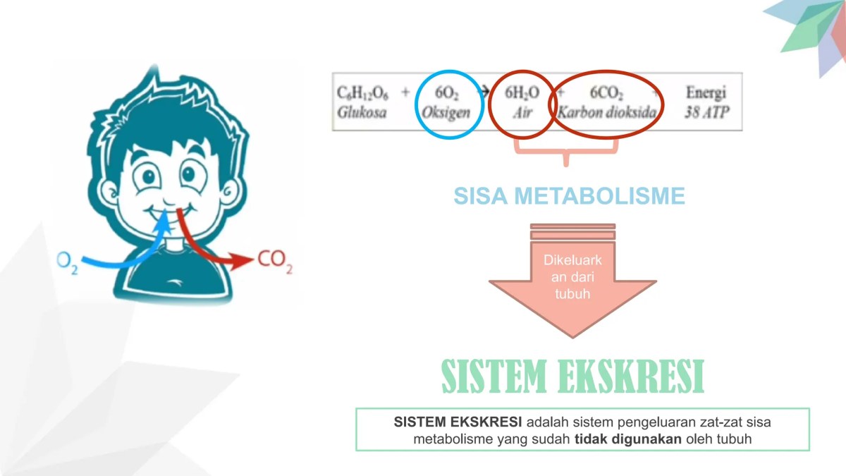 Alasan Pengeluaran Sisa Metabolisme dari Tubuh