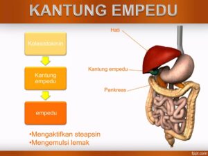 Organ tempat makanan mengalami proses kimia