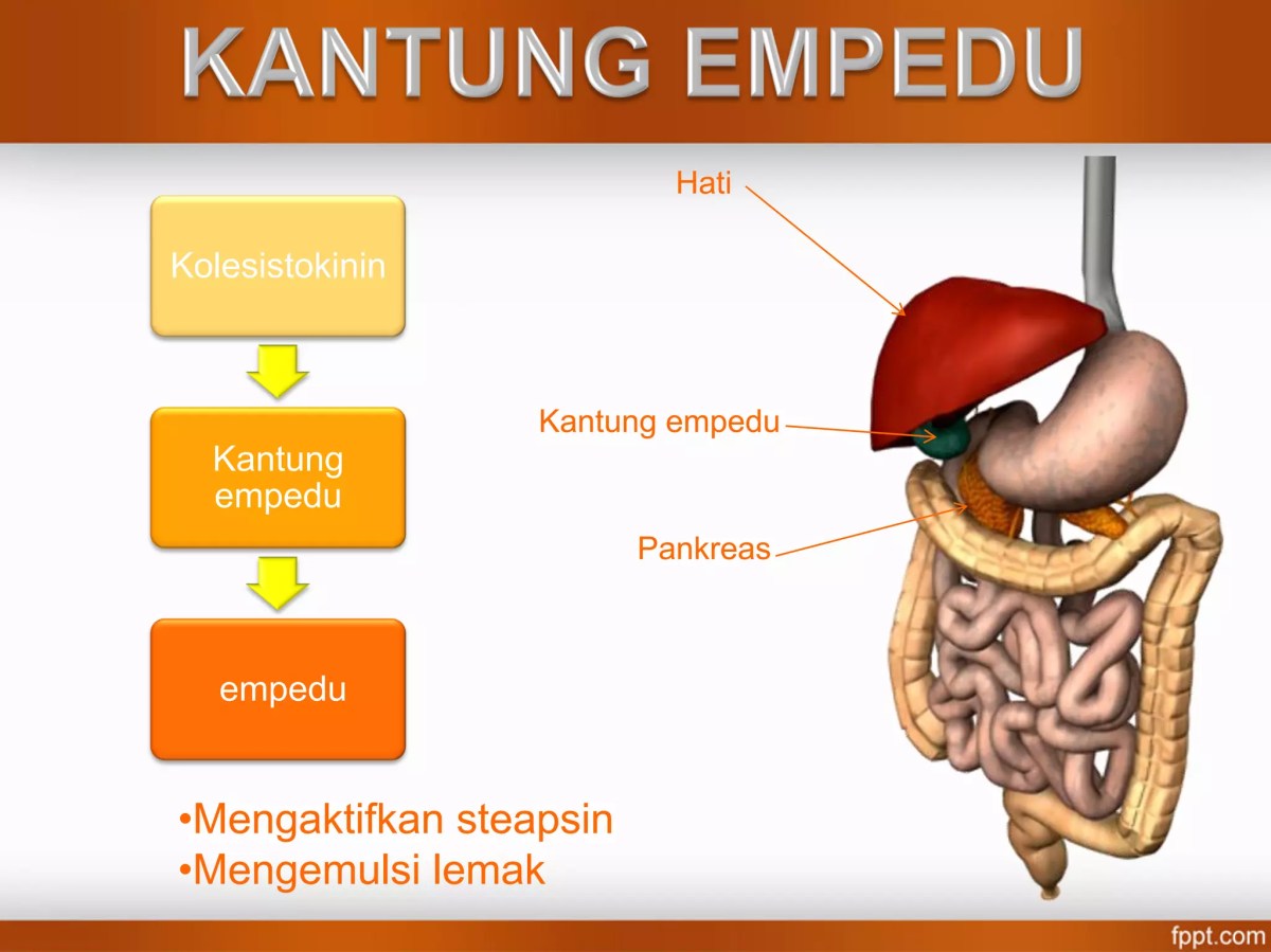 Organ tempat makanan mengalami proses kimia