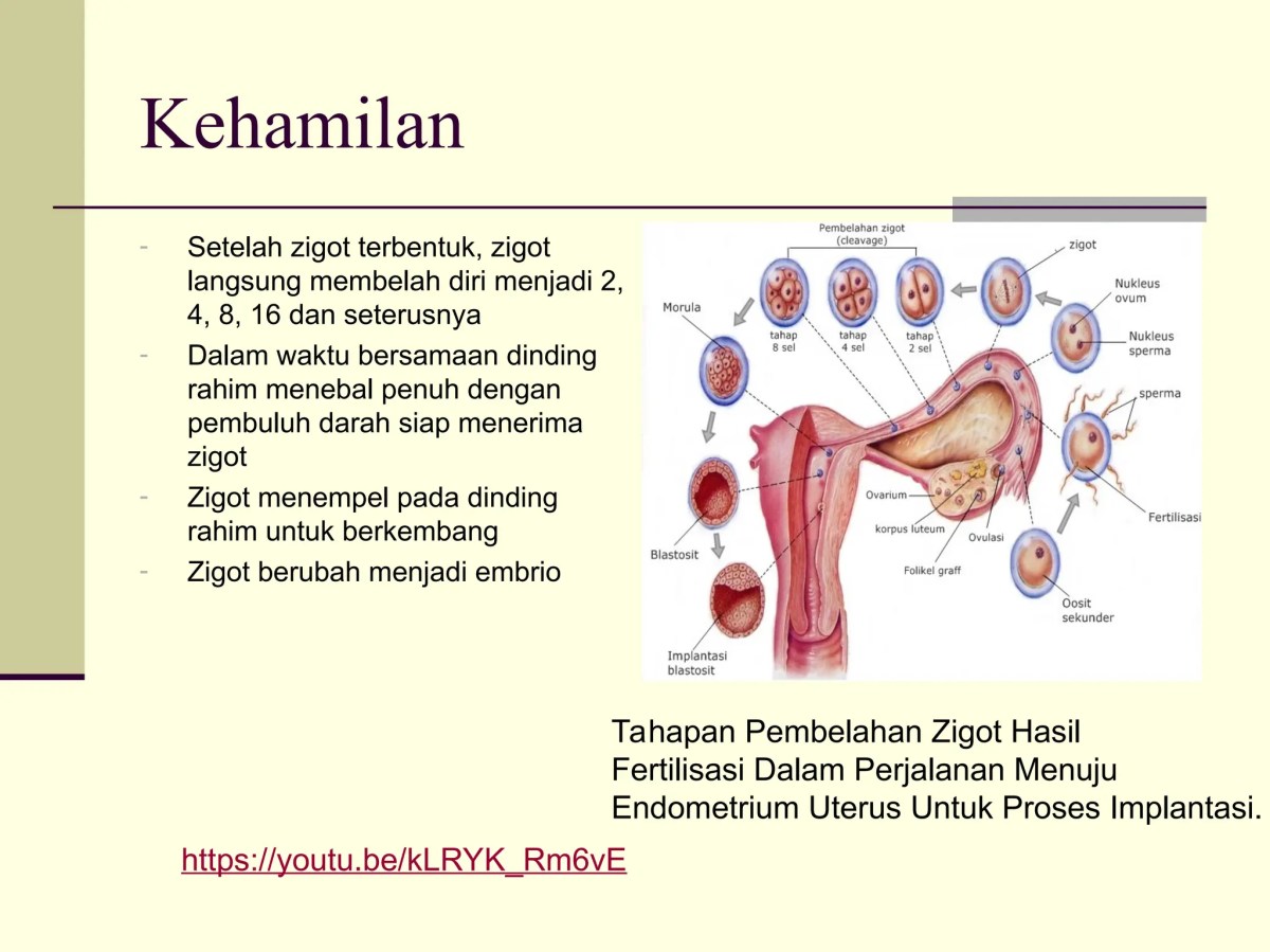 Tahapan Perkembangan Zigot Setelah Implantasi pada Endometrium