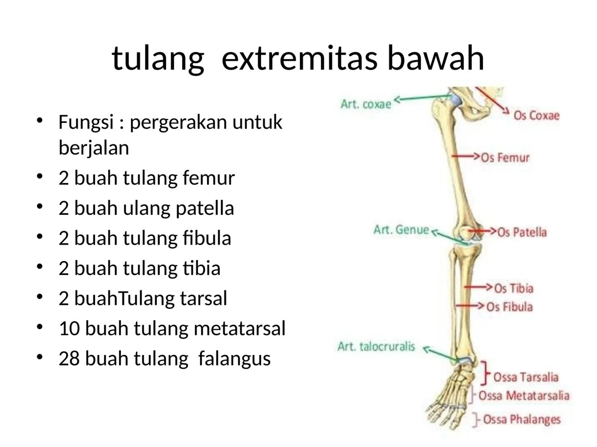 Pembagian Tulang Berdasarkan Bentuk: 4 Jenis dan Contohnya