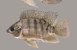 Cara ikan nila berkembang biak