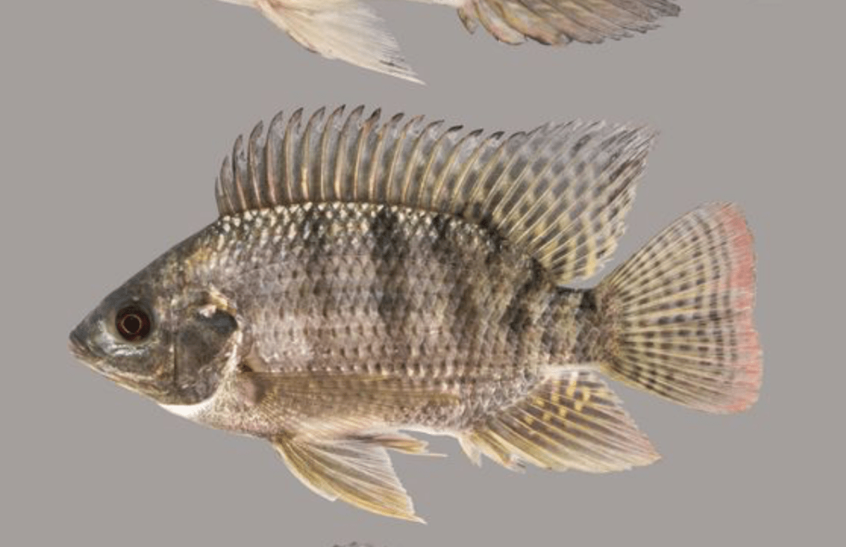 Cara ikan nila berkembang biak