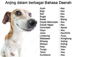 Arti jebule dalam bahasa Jawa