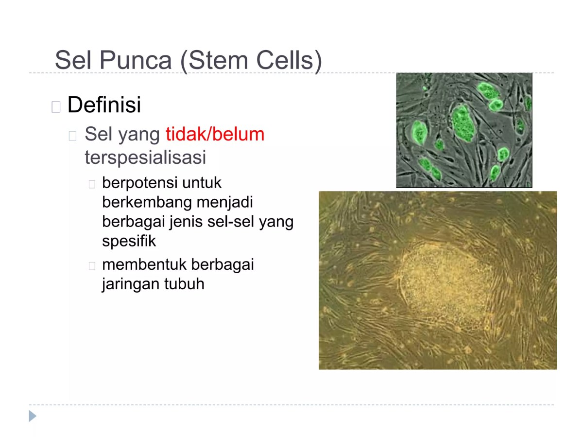 Pengertian Sel Punca