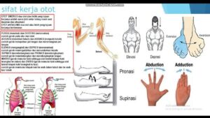 Manusia Terbentuk: Sejarah, Agama, dan Biologi