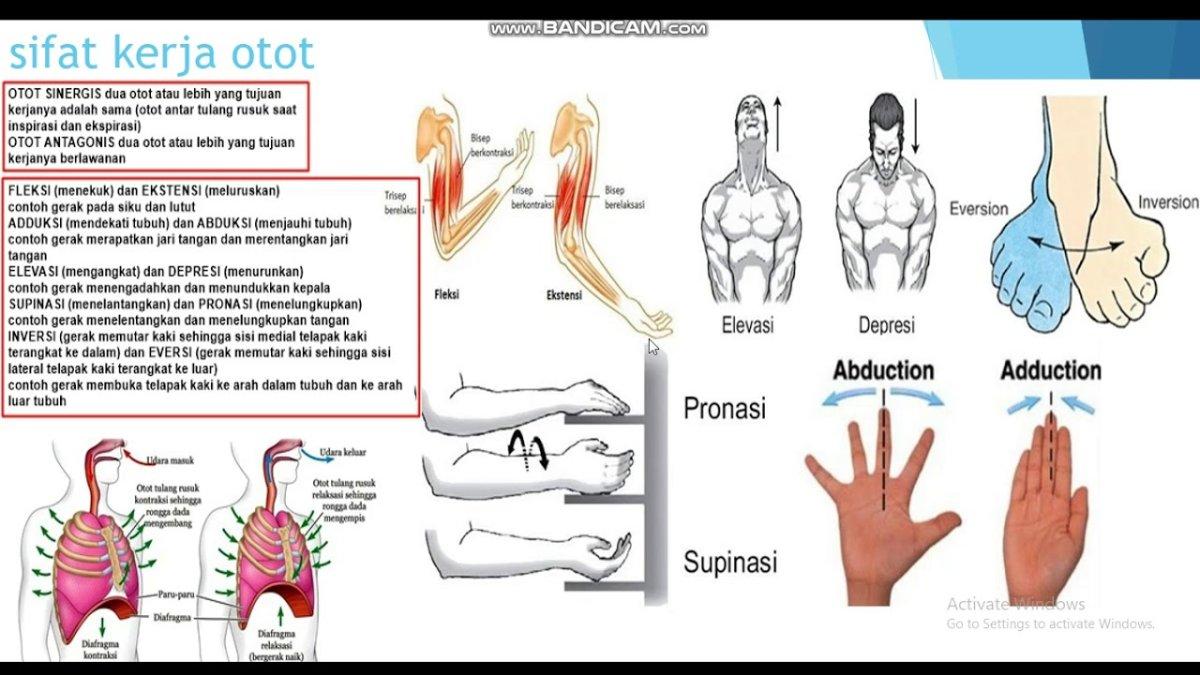 Manusia Terbentuk: Sejarah, Agama, dan Biologi