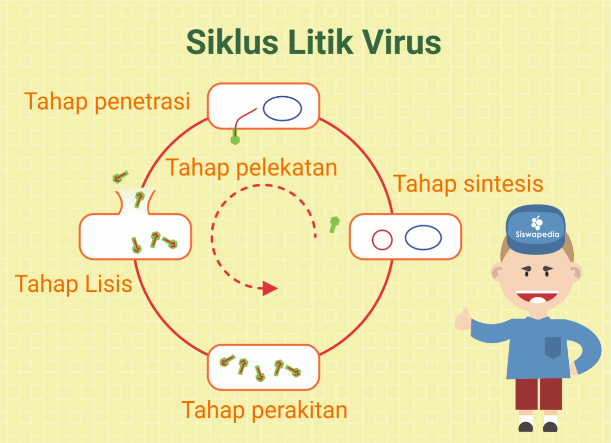 Penjelasan Daur Lisis, Lisogenik, Struktur, Ciri, dan Metagenorganisme Virus