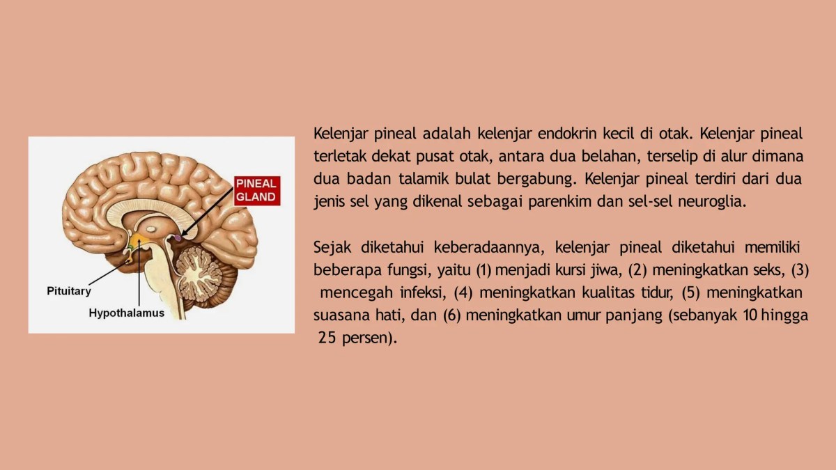 Kelenjar Endokrin yang Mempengaruhi Kelenjar Susu