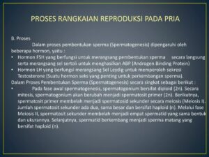 Urutan Jalur Sperma pada Organ Reproduksi Pria