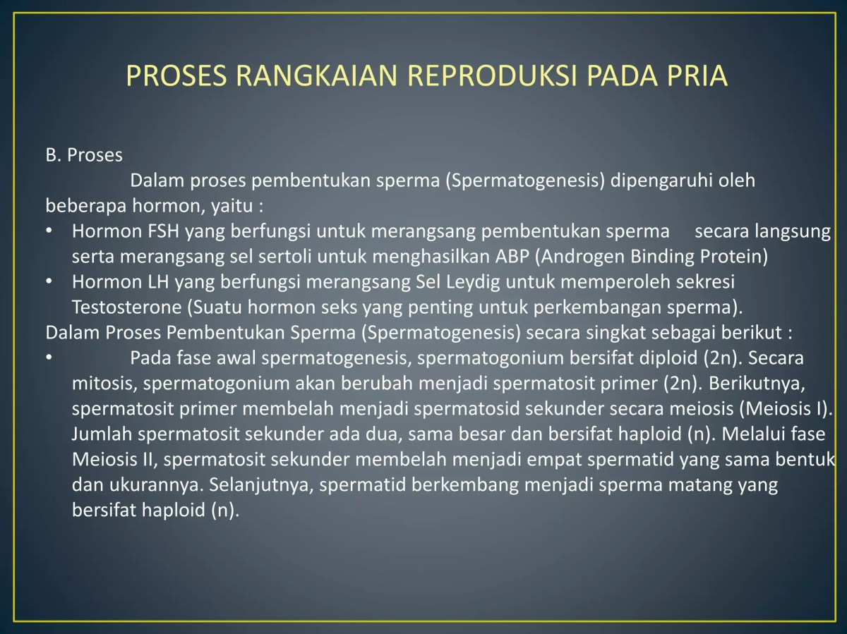 Urutan Jalur Sperma pada Organ Reproduksi Pria