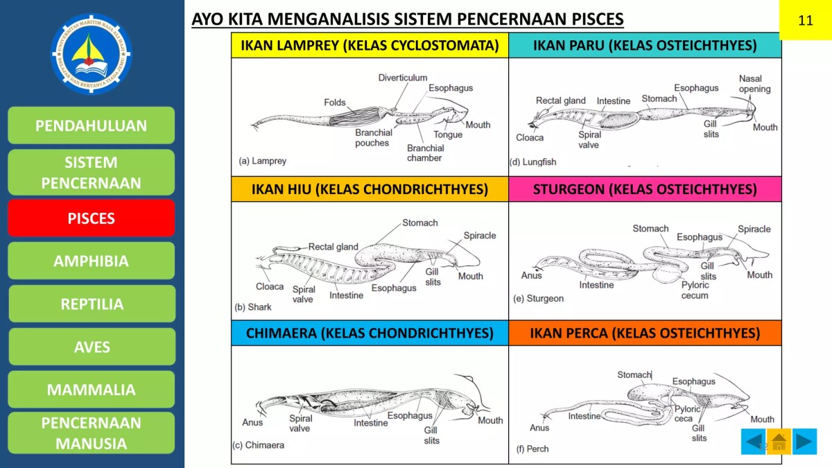 Ciri Hewan dengan Sistem Pencernaan Lengkap